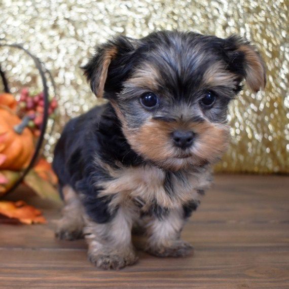 Yorkies-puppies-for-sale.