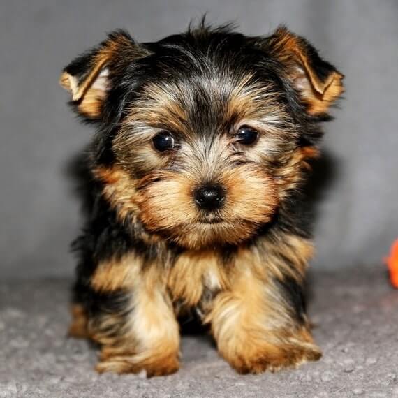 yorkie puppies for sale in pa