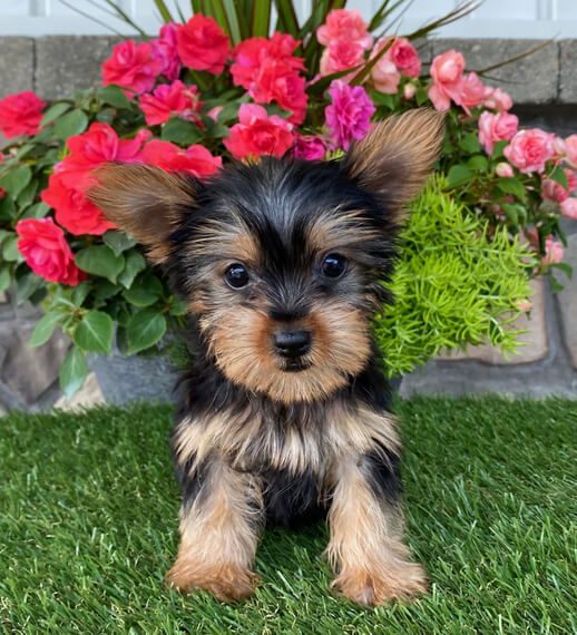 parti-yorkies-for-sale