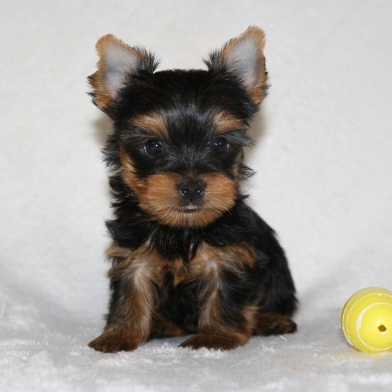 Yorkie puppy for sale near me