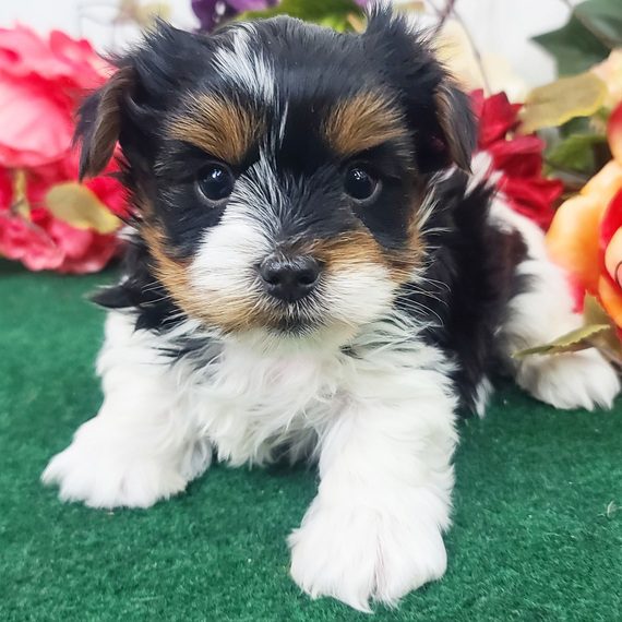 Parti Yorkie puppies for sale