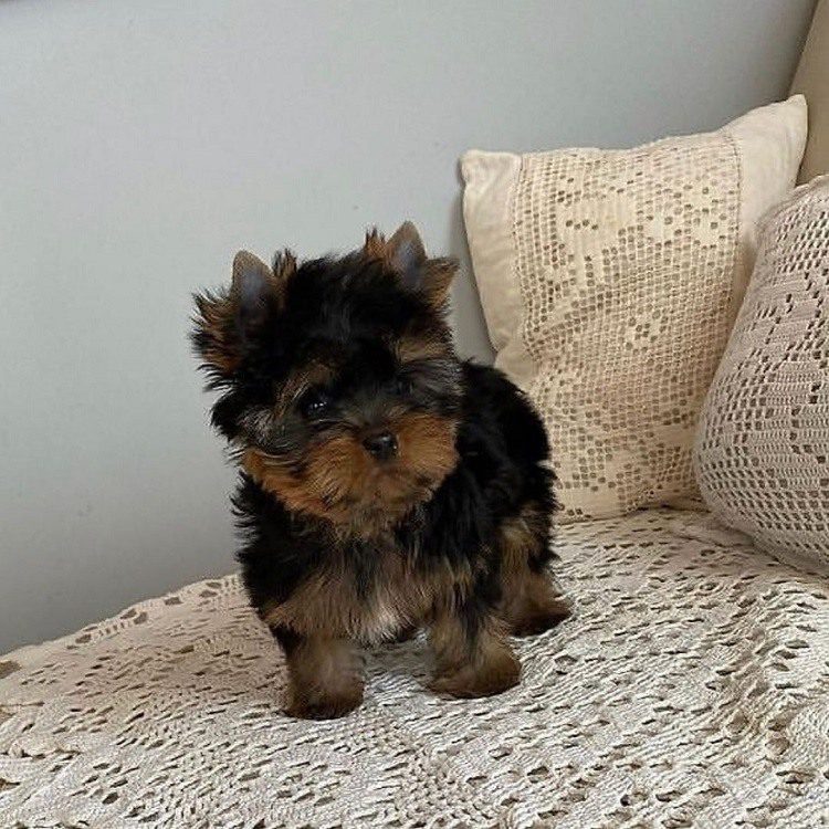 parti yorkies for sale