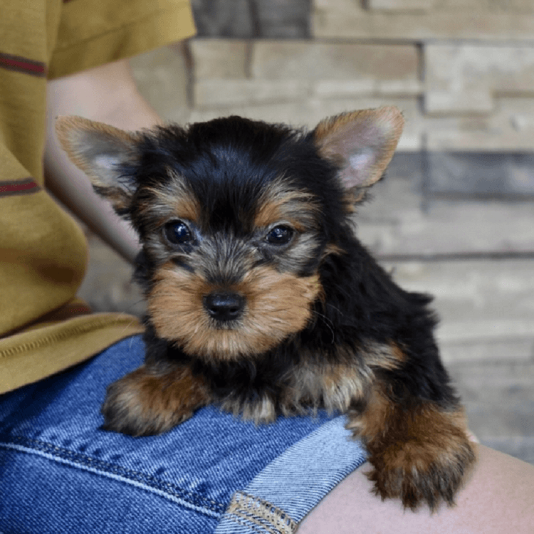 yorkie puppies for sale near me craigslist
