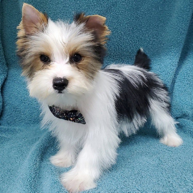 yorkie puppy for sale near me