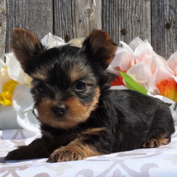 yorkshire terrier pups for sale