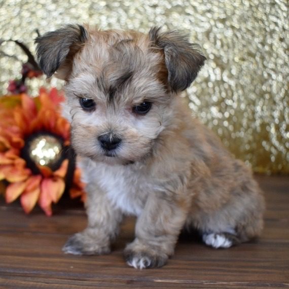 yorkie puppies for sale 2022